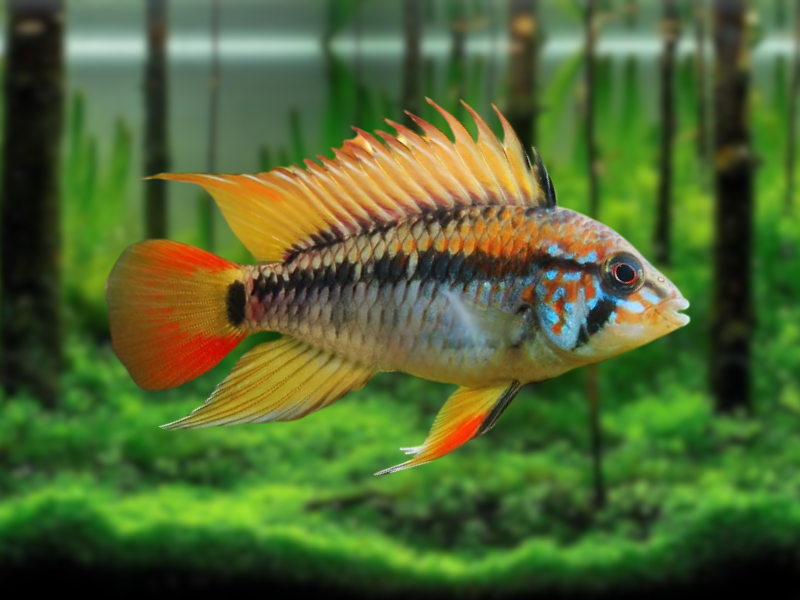 Image of Apistogramma viejita Image of Apistogramma viejita