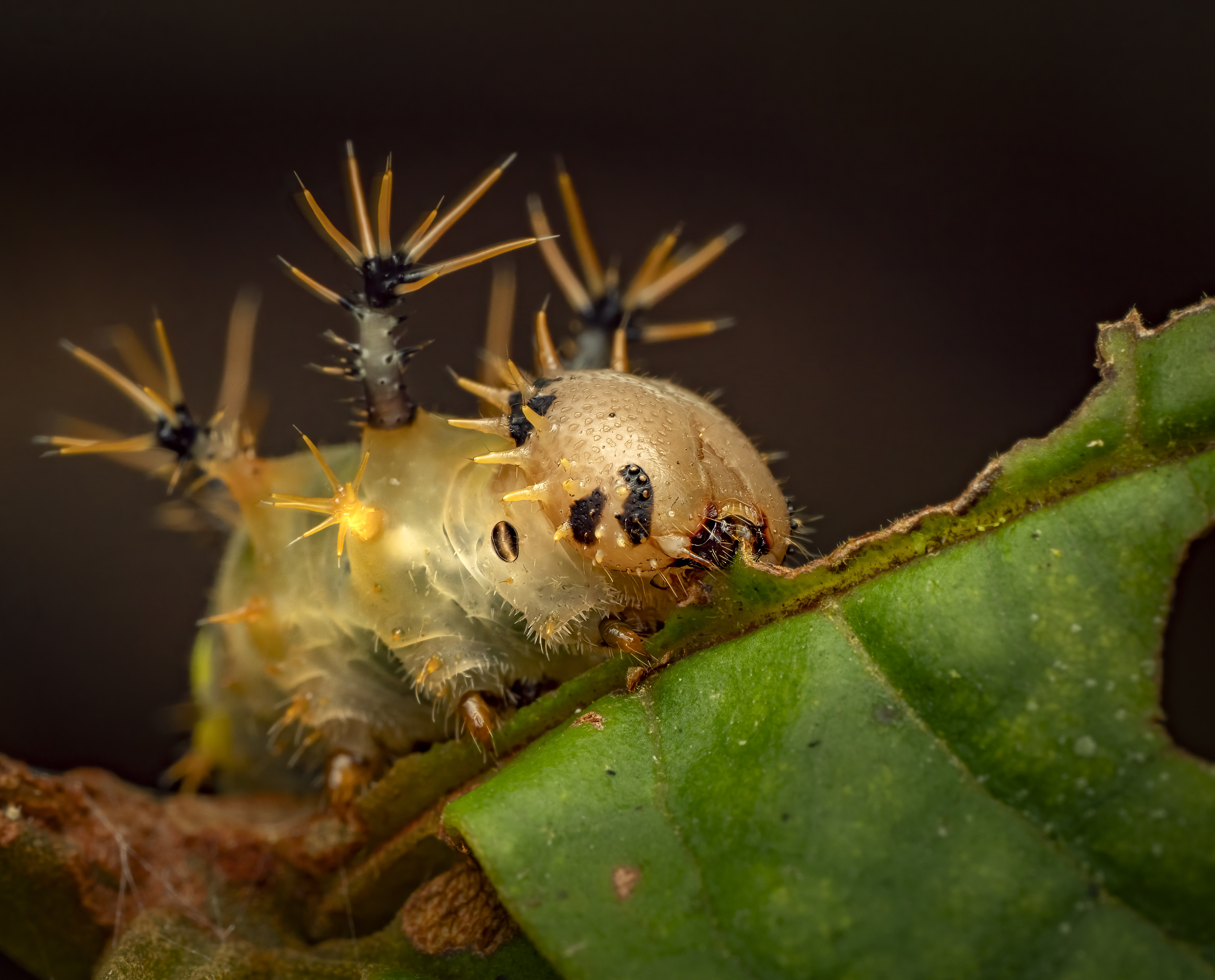 Caterpillar