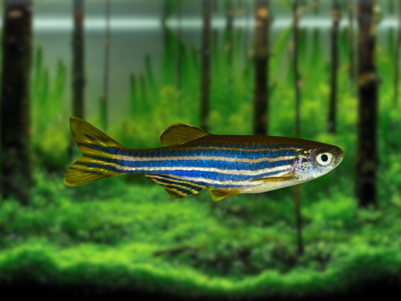 Image of Danio rerio Image of Danio rerio