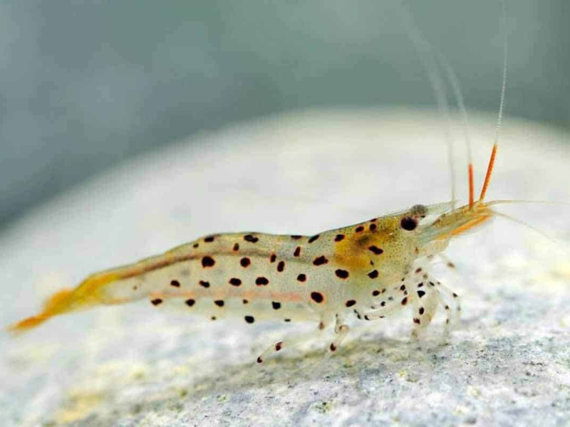 Image of Caridina rubropunctata Image of Caridina rubropunctata