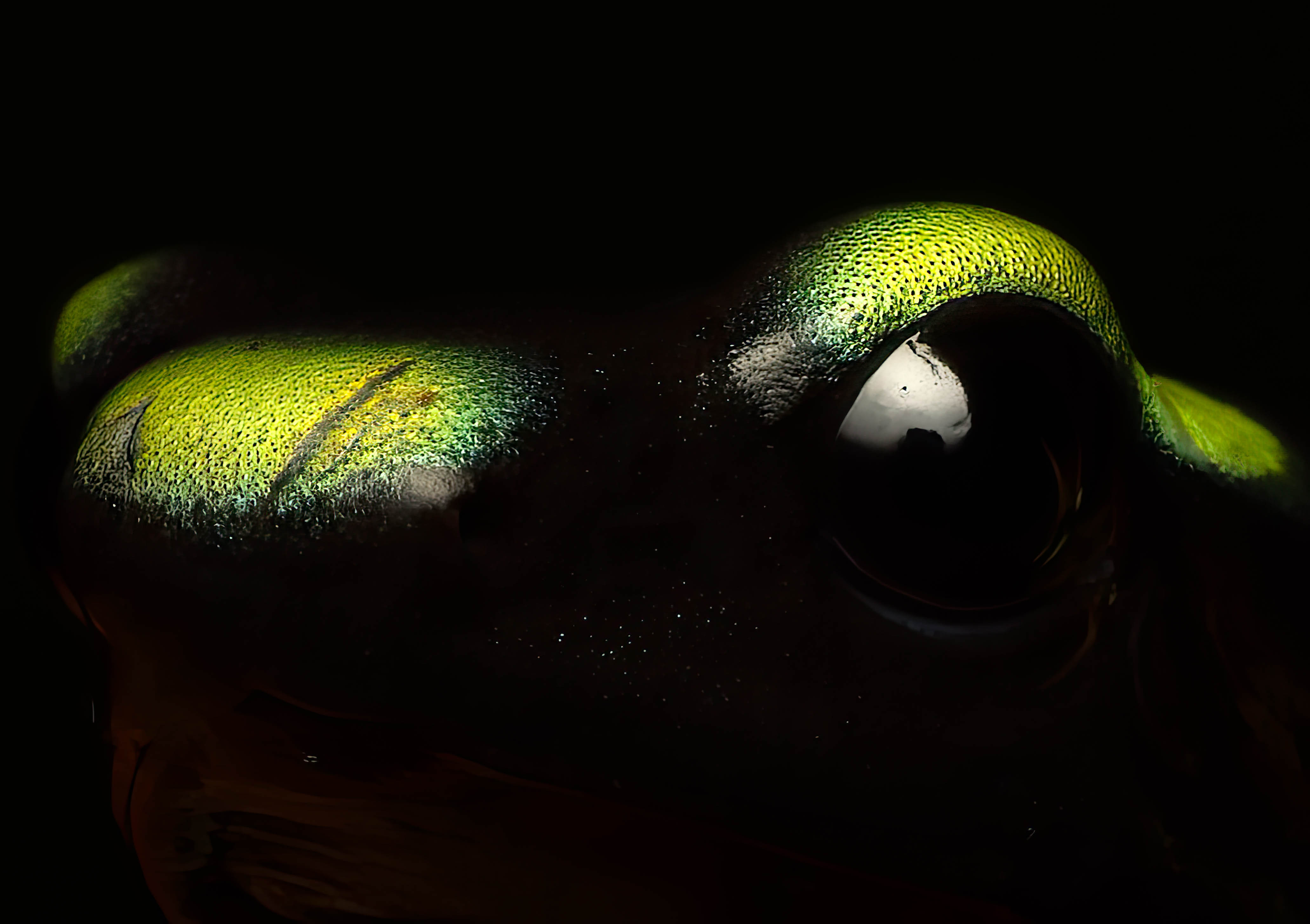 Dart frog closeup