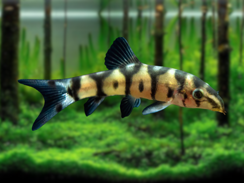 Image of Botia almorhae Image of Botia almorhae