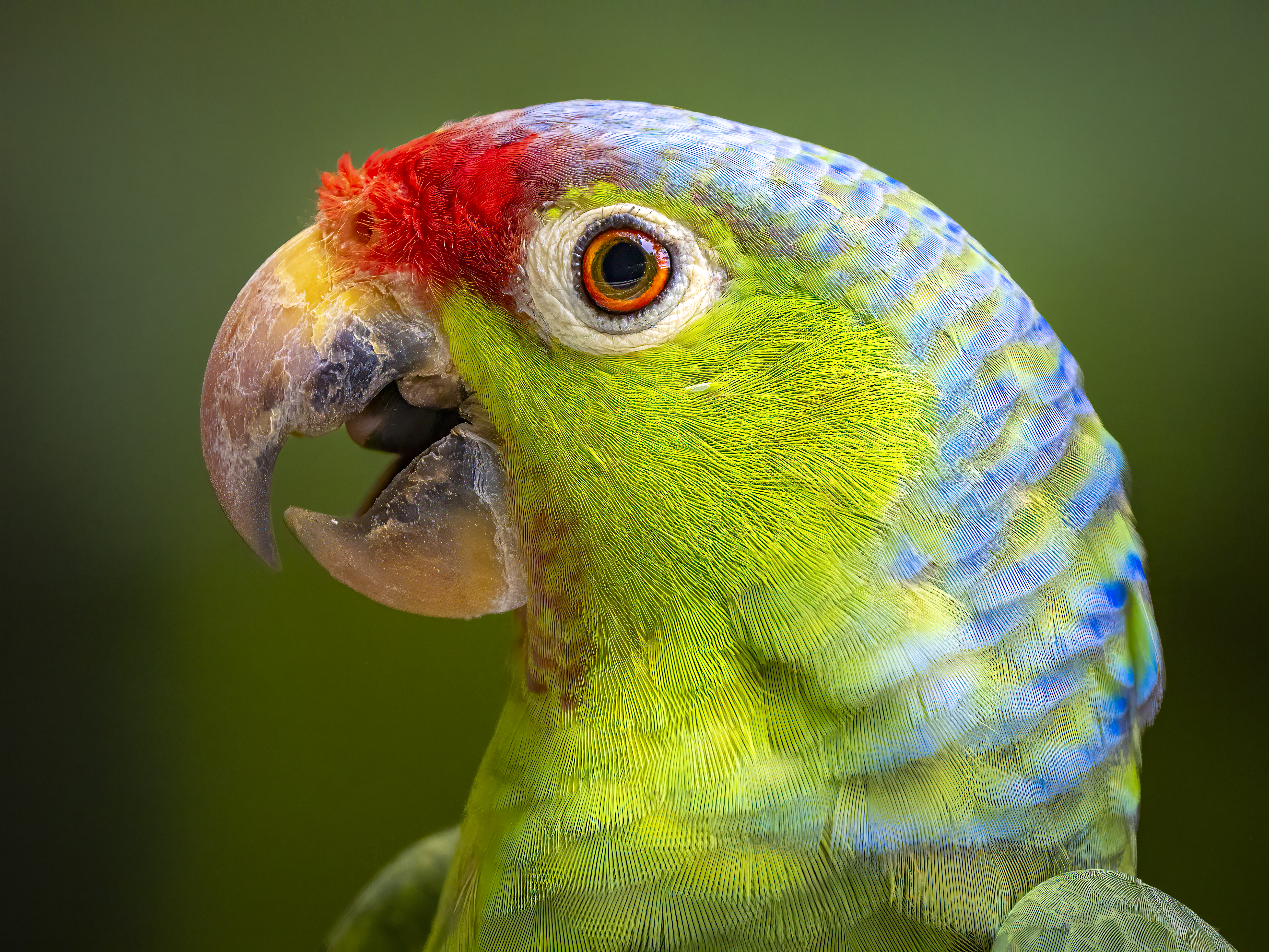 Red-lored parrot in rainforest canopy, osa peninsula, costa rica