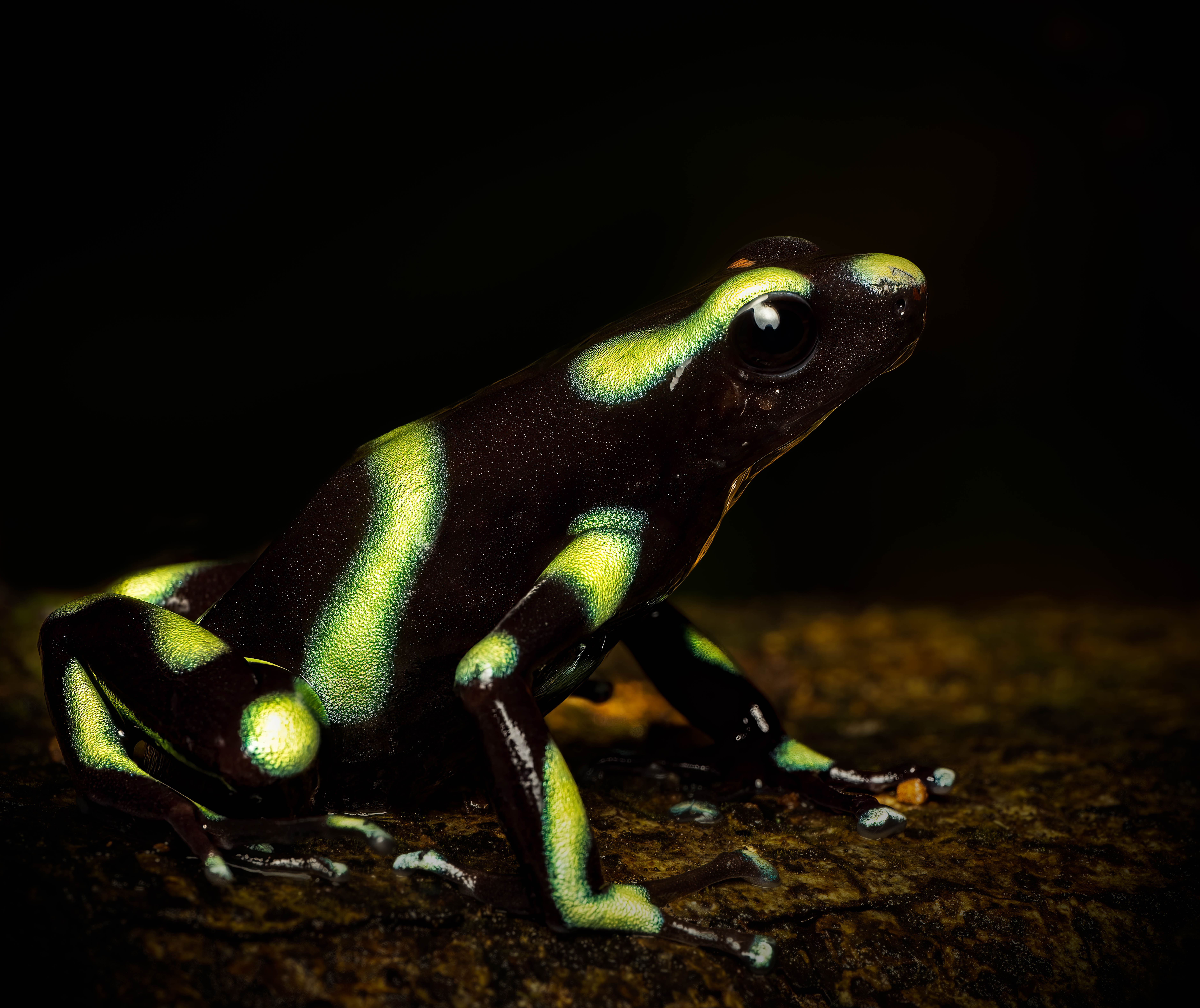 Green and black poisonon dart frog, macro photograph from the osa peninsula