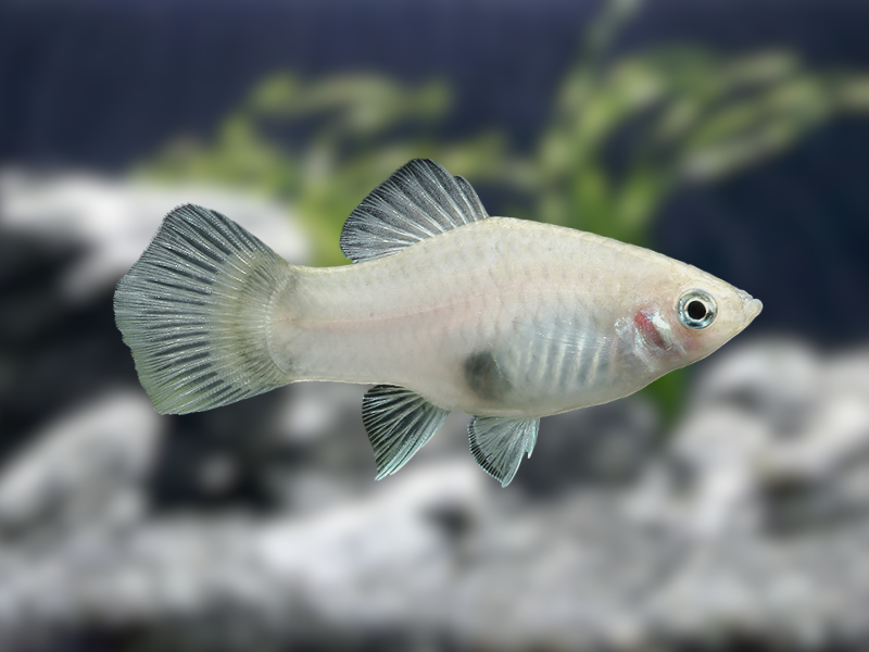 Image of Xiphophorus maculatus Image of Xiphophorus maculatus