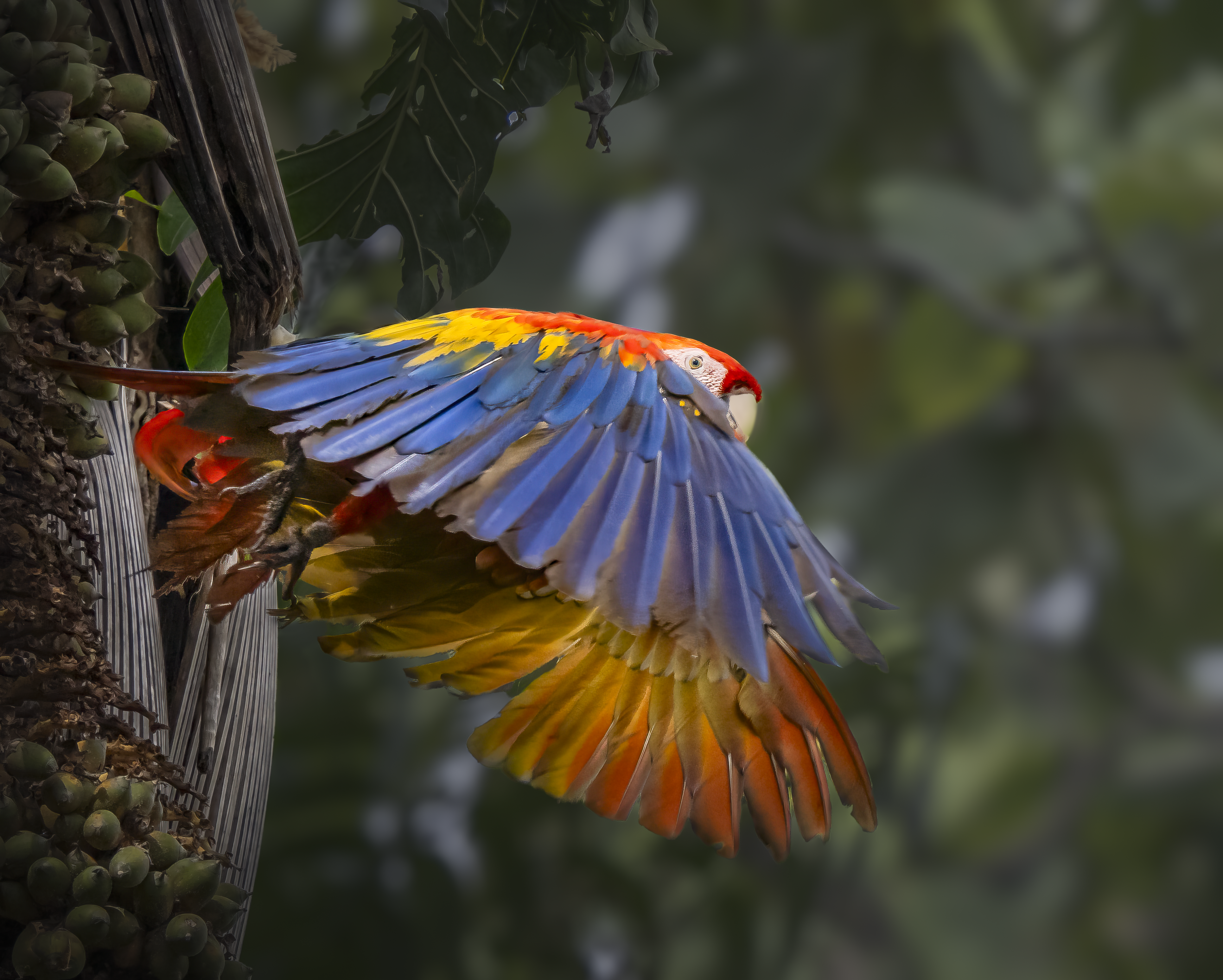 Scarlet Macaw