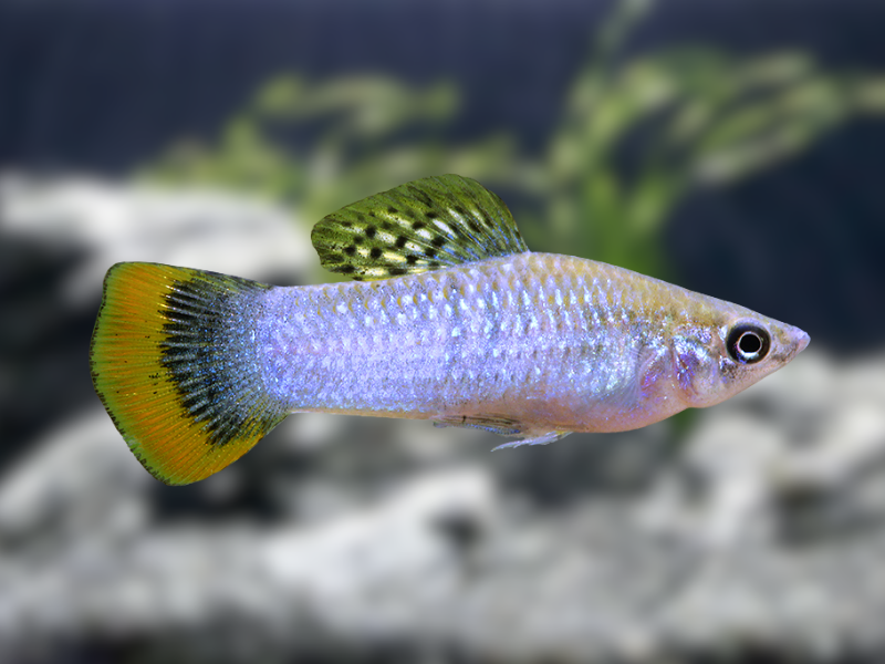 Image of Poecilia sphenops Image of Poecilia sphenops