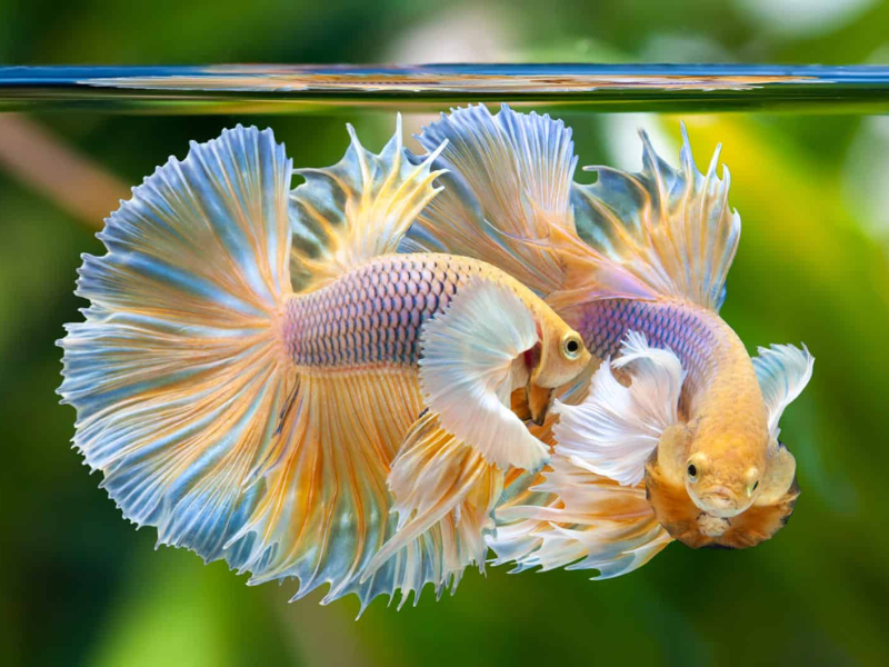 Image of Betta splendens Image of Betta splendens