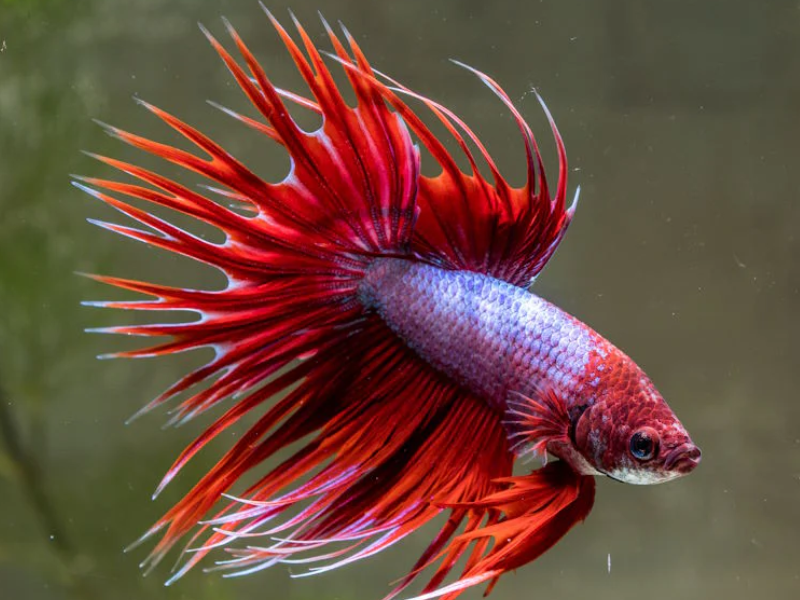 Image of Betta splendens Image of Betta splendens