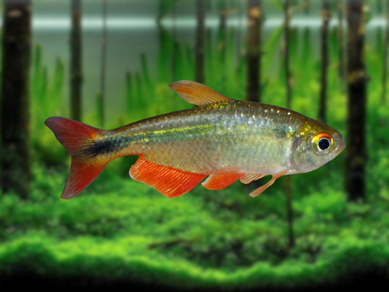 Image of Psalidodon anisitsi Image of Psalidodon anisitsi