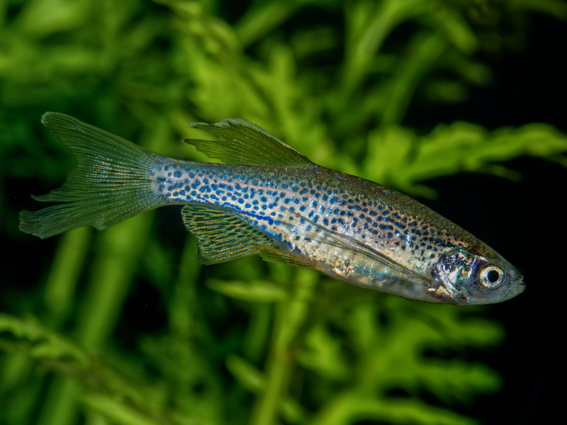 Image of Danio rerio Image of Danio rerio
