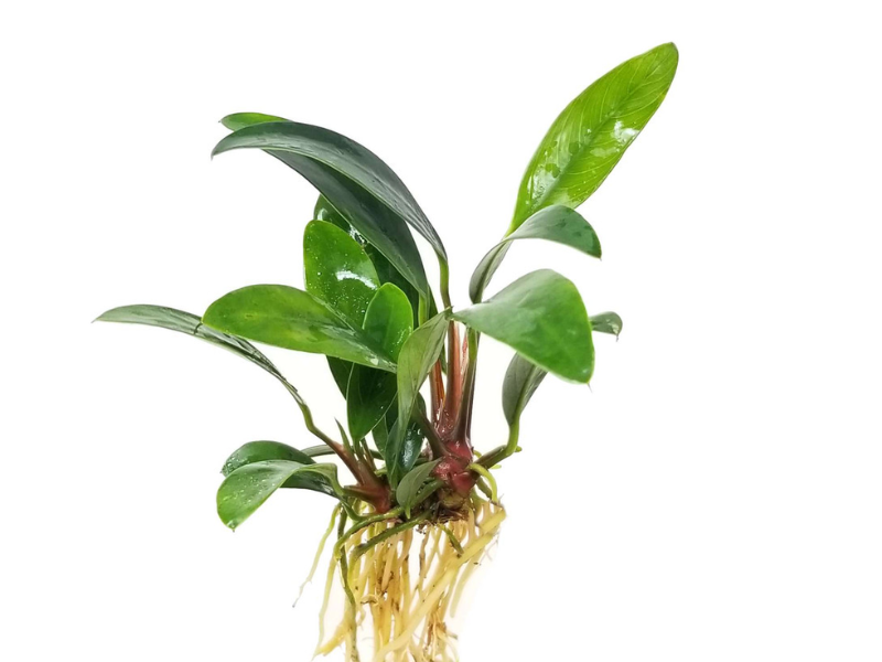 Image of Anubias afzelii Image of Anubias afzelii