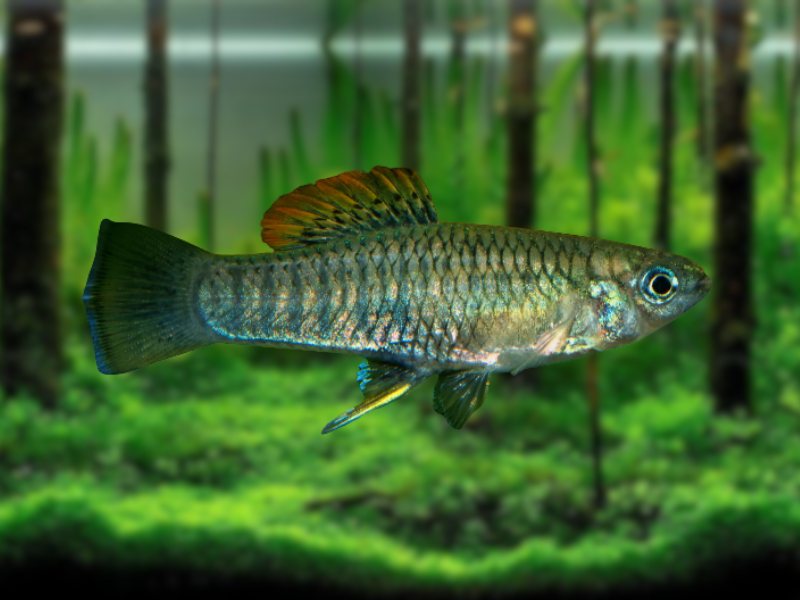 Image of Brachyrhaphis roseni Image of Brachyrhaphis roseni