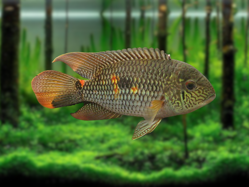 Image of Aequidens diadema Image of Aequidens diadema