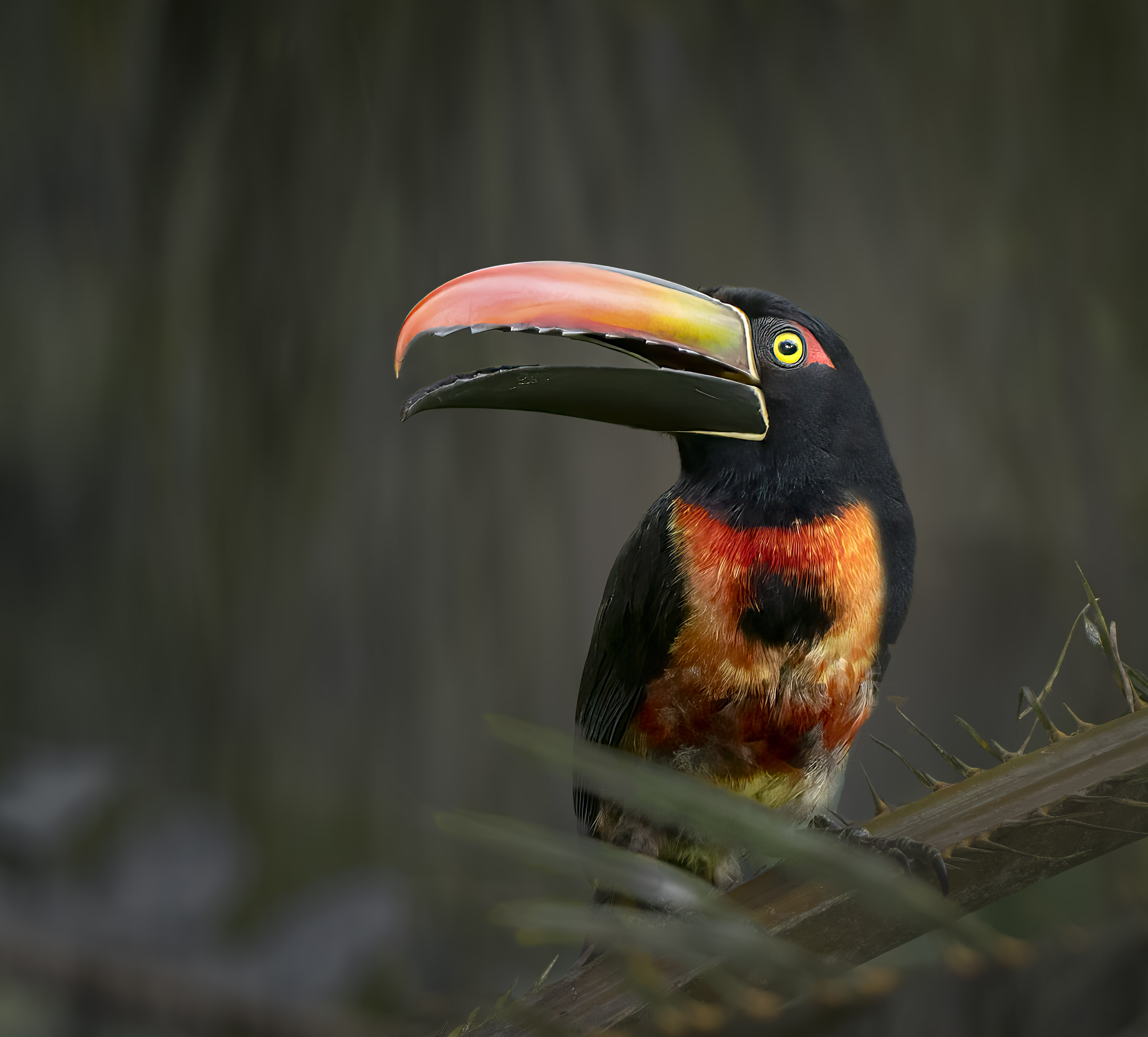 Fiery-billed aracari in rainforest canopy, osa peninsula, costa rica