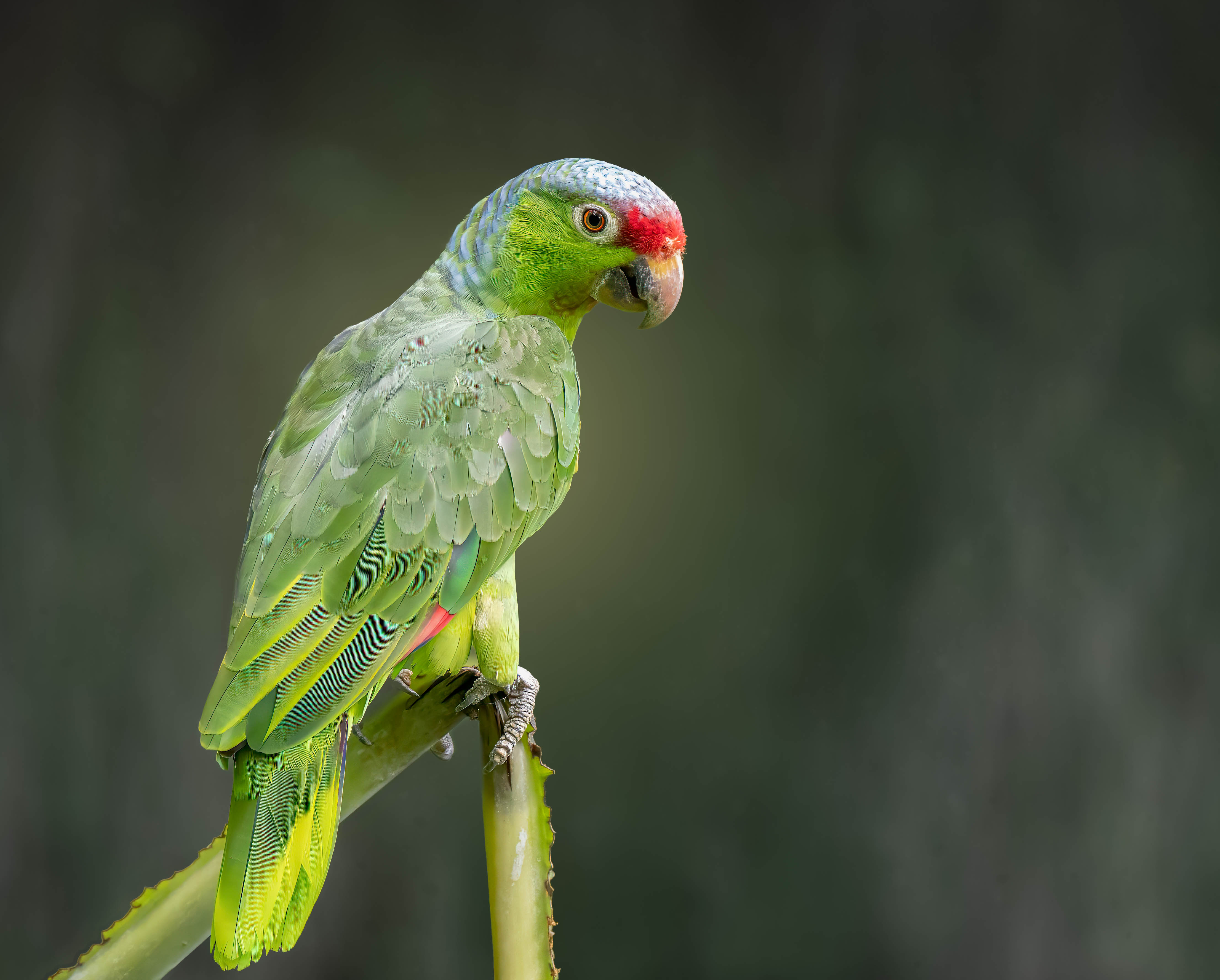 Birds photography from Costa Rica's Osa Peninsula