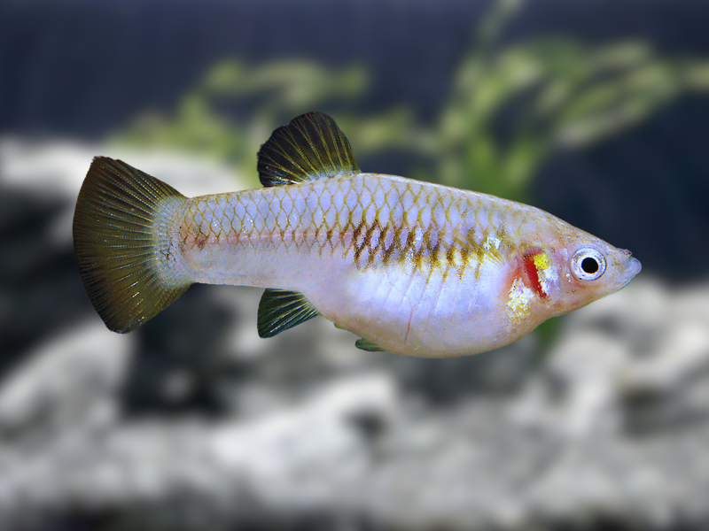 Female