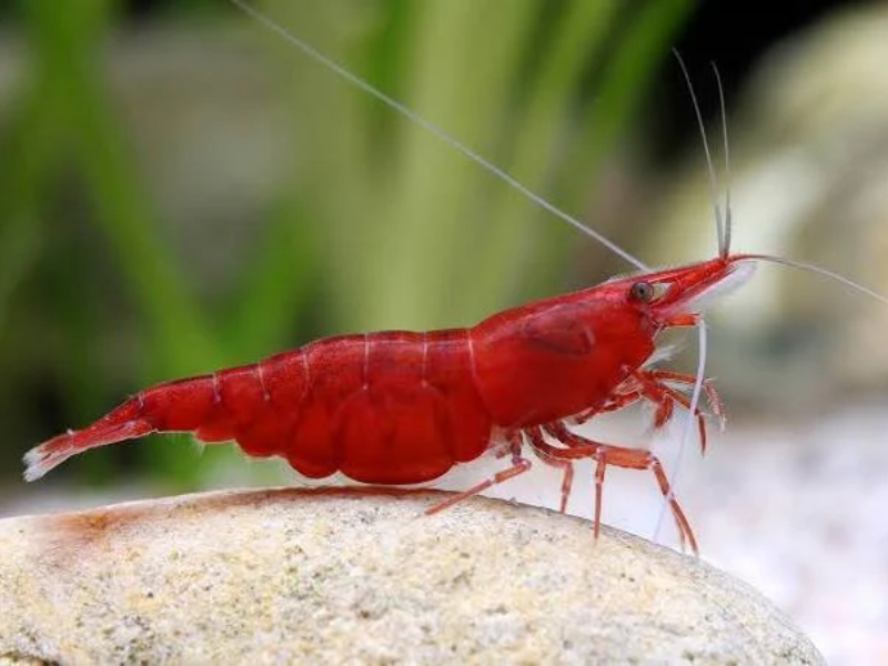 Image of Neocaridina davidi Image of Neocaridina davidi