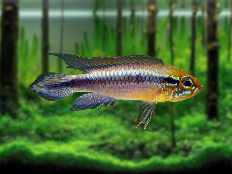 Image of Apistogramma agassizii Image of Apistogramma agassizii