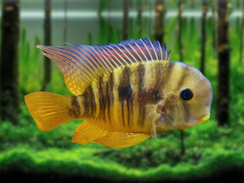 Image of Gymnogeophagus balzanii Image of Gymnogeophagus balzanii