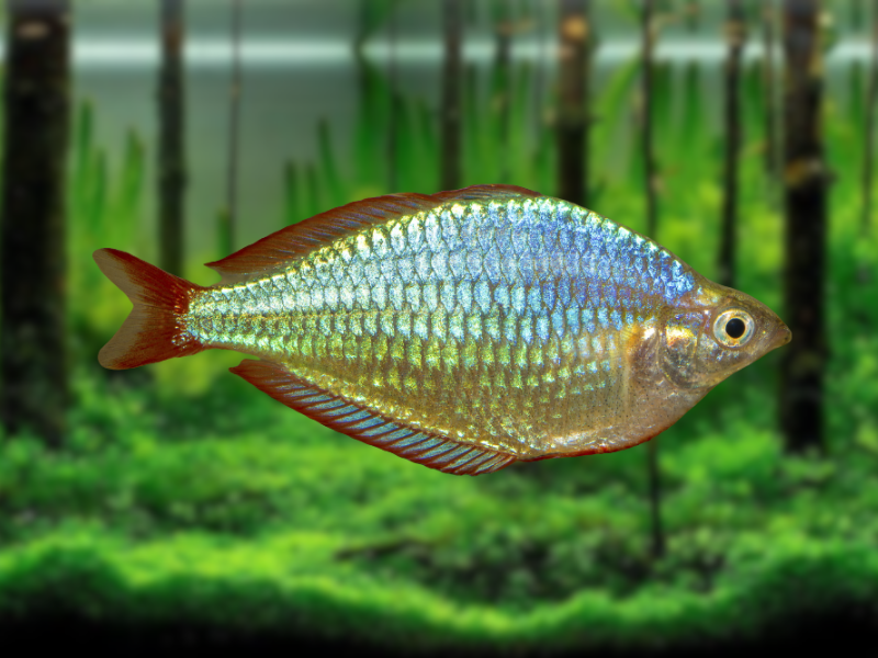 Image of Melanotaenia praecox Image of Melanotaenia praecox