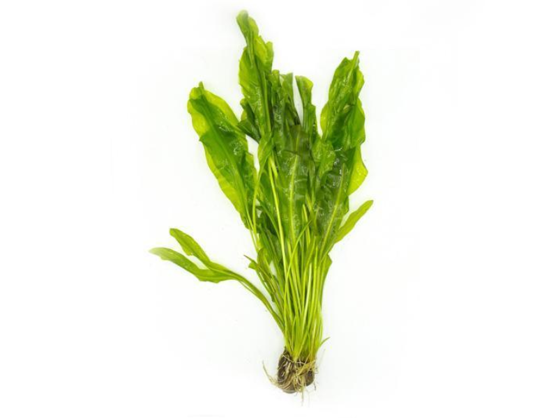 Image of Aponogeton ulvaceus Image of Aponogeton ulvaceus