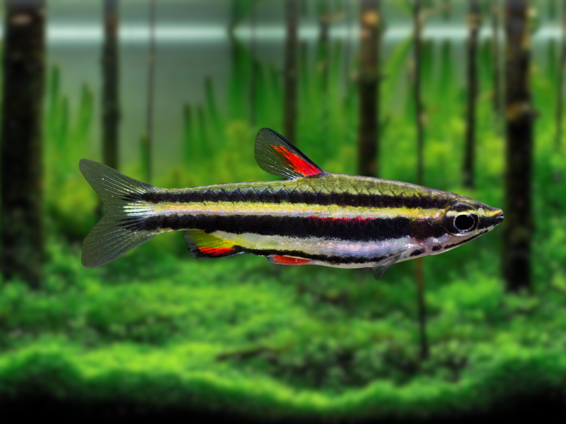 Image of Nannostomus marginatus Image of Nannostomus marginatus