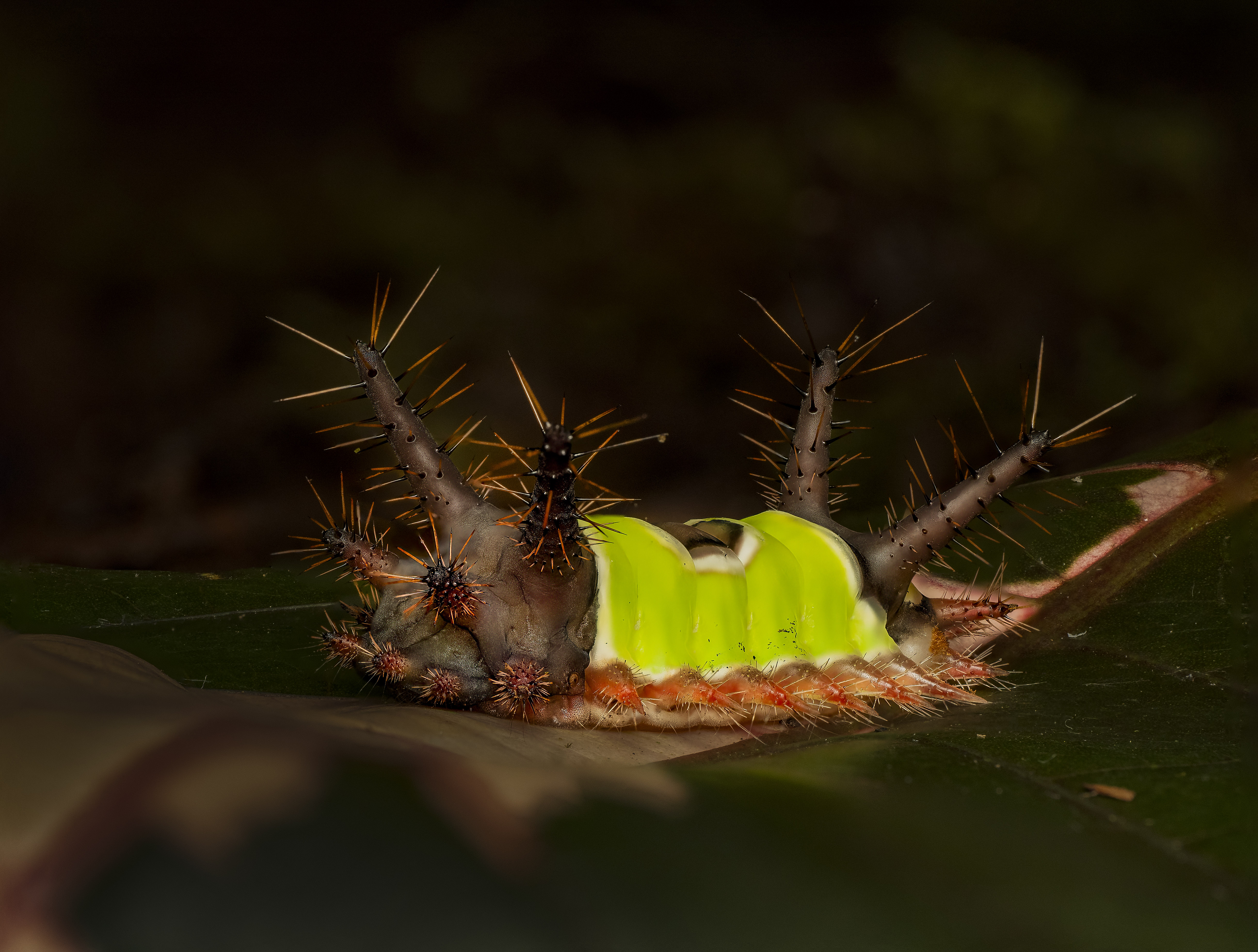 Caterpillar