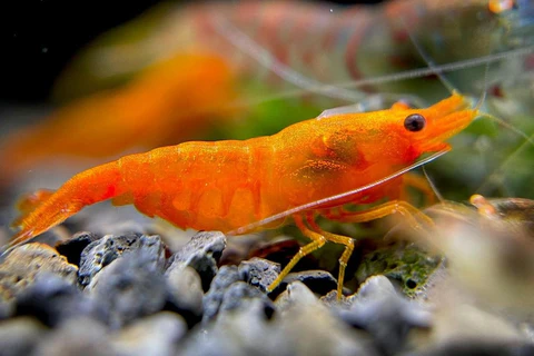Image of Neocaridina davidi Image of Neocaridina davidi