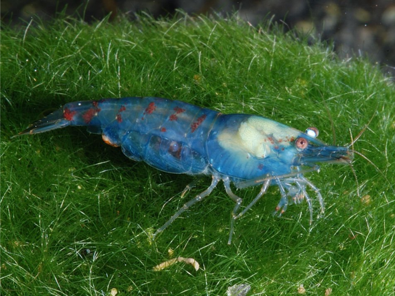 Image of Neocaridina zhangjiajiensis Image of Neocaridina zhangjiajiensis