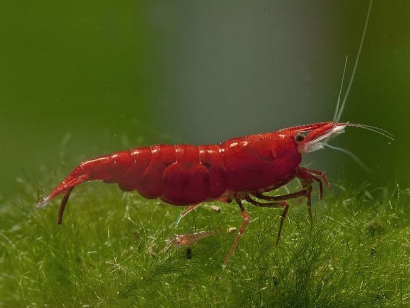 Image of Neocaridina davidi Image of Neocaridina davidi