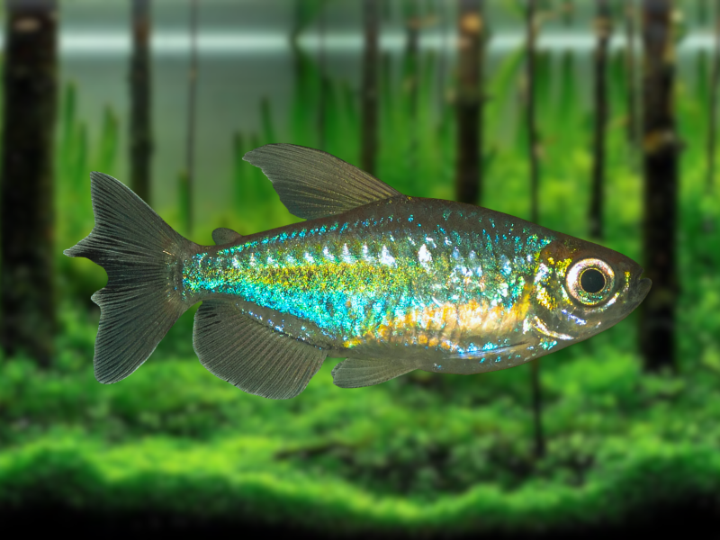 Image of Phenacogrammus interruptus Image of Phenacogrammus interruptus