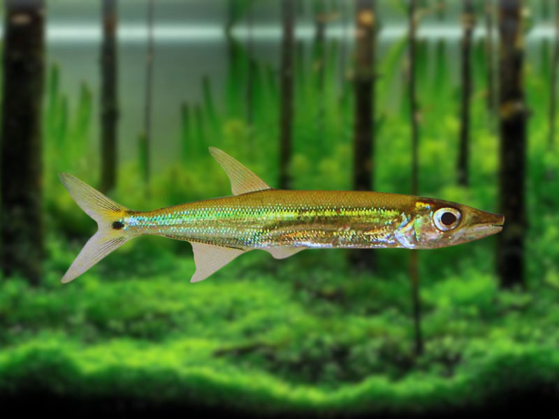 Image of Acestrorhynchus minimus Image of Acestrorhynchus minimus