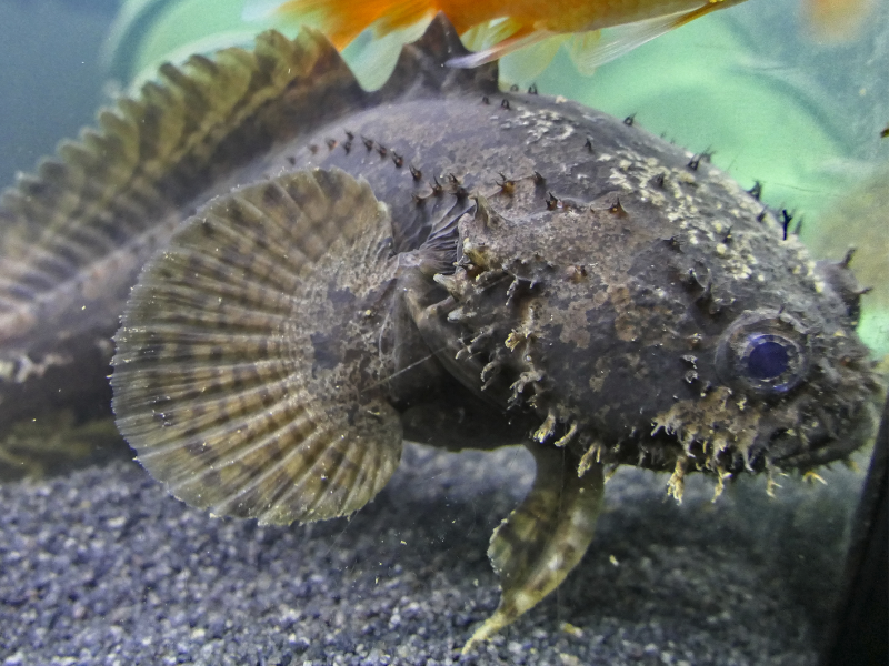 Image of Allenbatrachus grunniens Image of Allenbatrachus grunniens