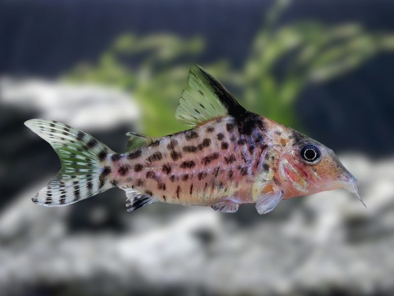 Image of Hoplisoma agassizii Image of Hoplisoma agassizii