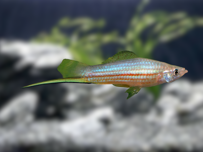 Image of Xiphophorus hellerii Image of Xiphophorus hellerii