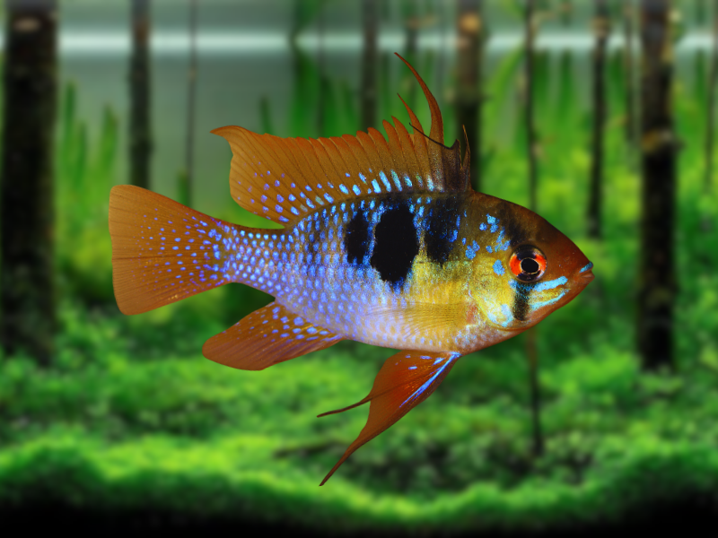 Image of Microgeophagus ramirezi Image of Microgeophagus ramirezi
