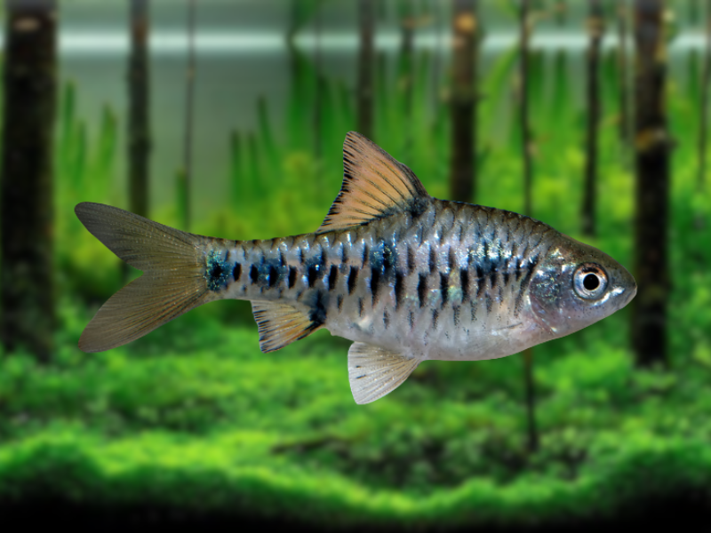 Image of Oliotius oligolepis Image of Oliotius oligolepis