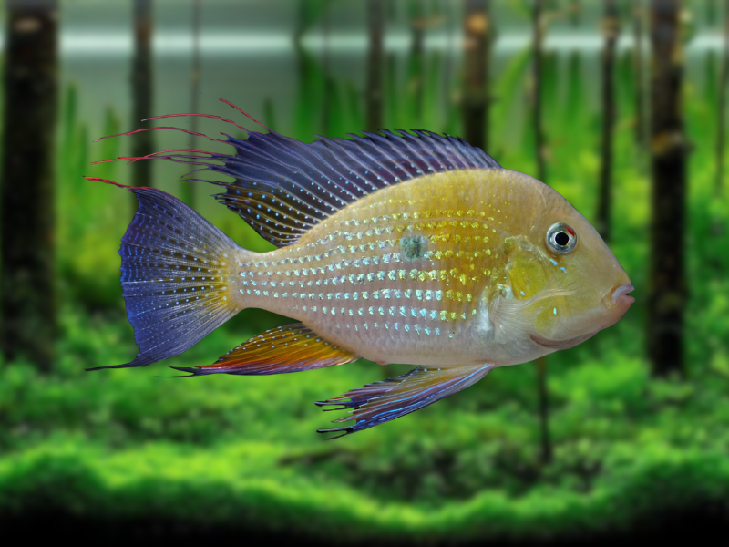 Image of Acarichthys heckelii Image of Acarichthys heckelii