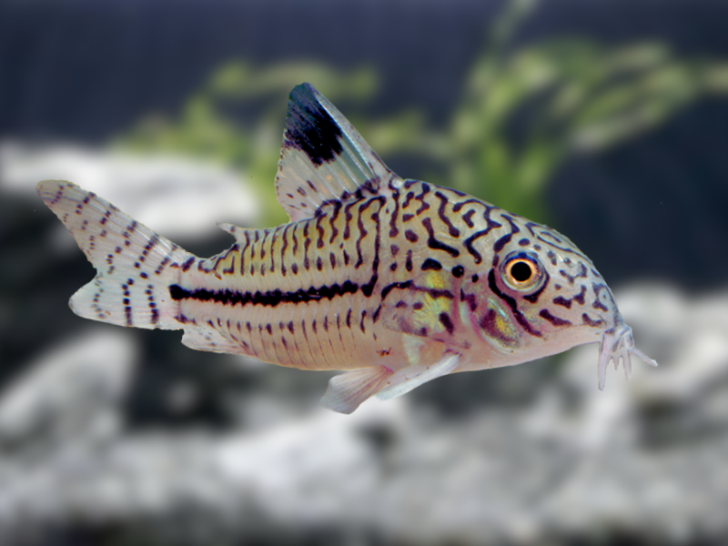 Image of Hoplisoma trilineatum Image of Hoplisoma trilineatum