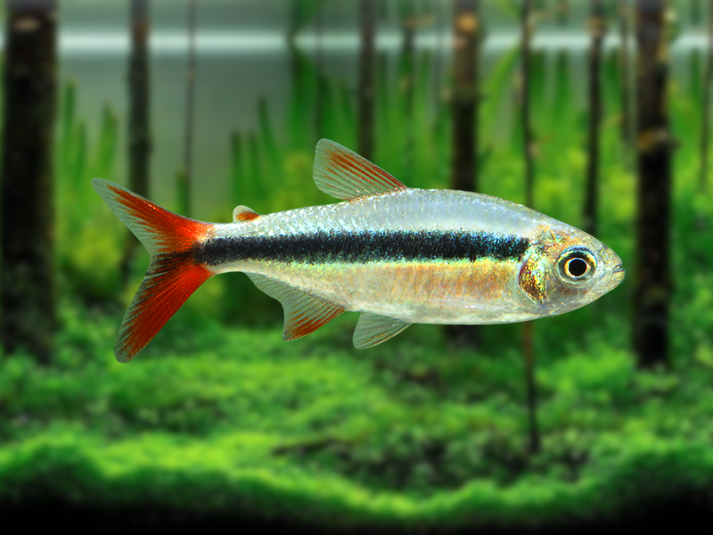Image of Thayeria boehlkei Image of Thayeria boehlkei