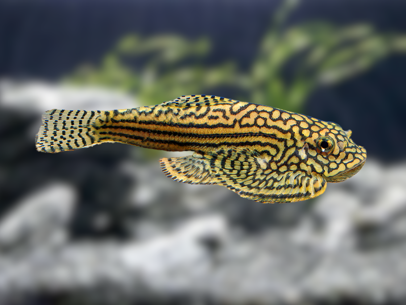 Image of Sewellia lineolata Image of Sewellia lineolata