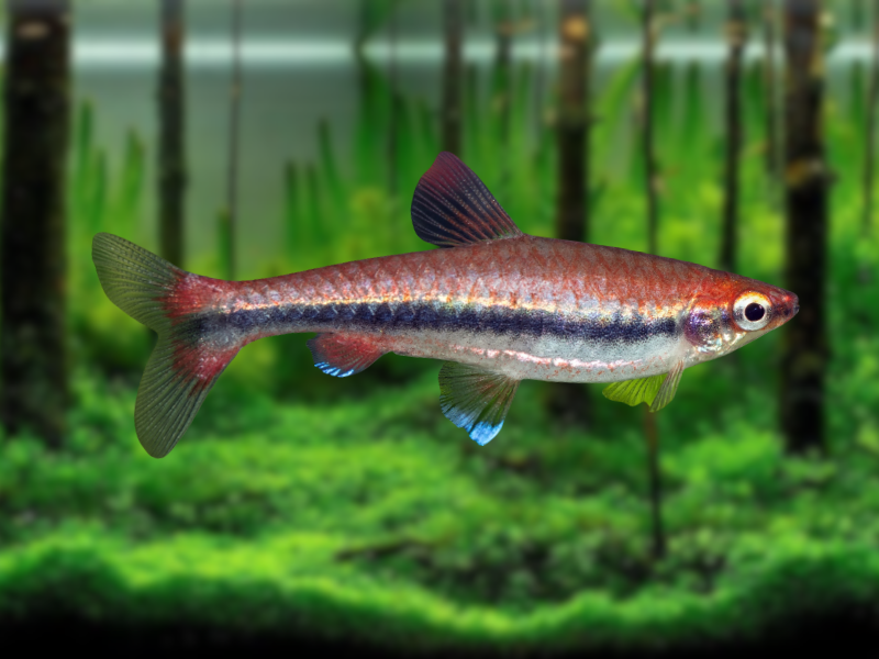 Image of Nannostomus beckfordi Image of Nannostomus beckfordi
