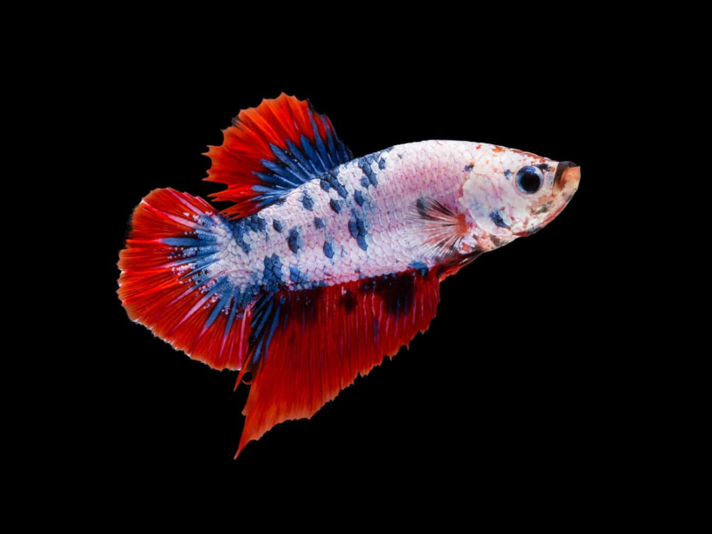 Image of Betta splendens Image of Betta splendens