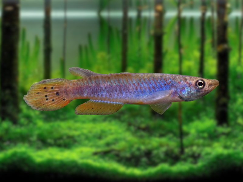 Image of Epiplatys spilargyreius Image of Epiplatys spilargyreius