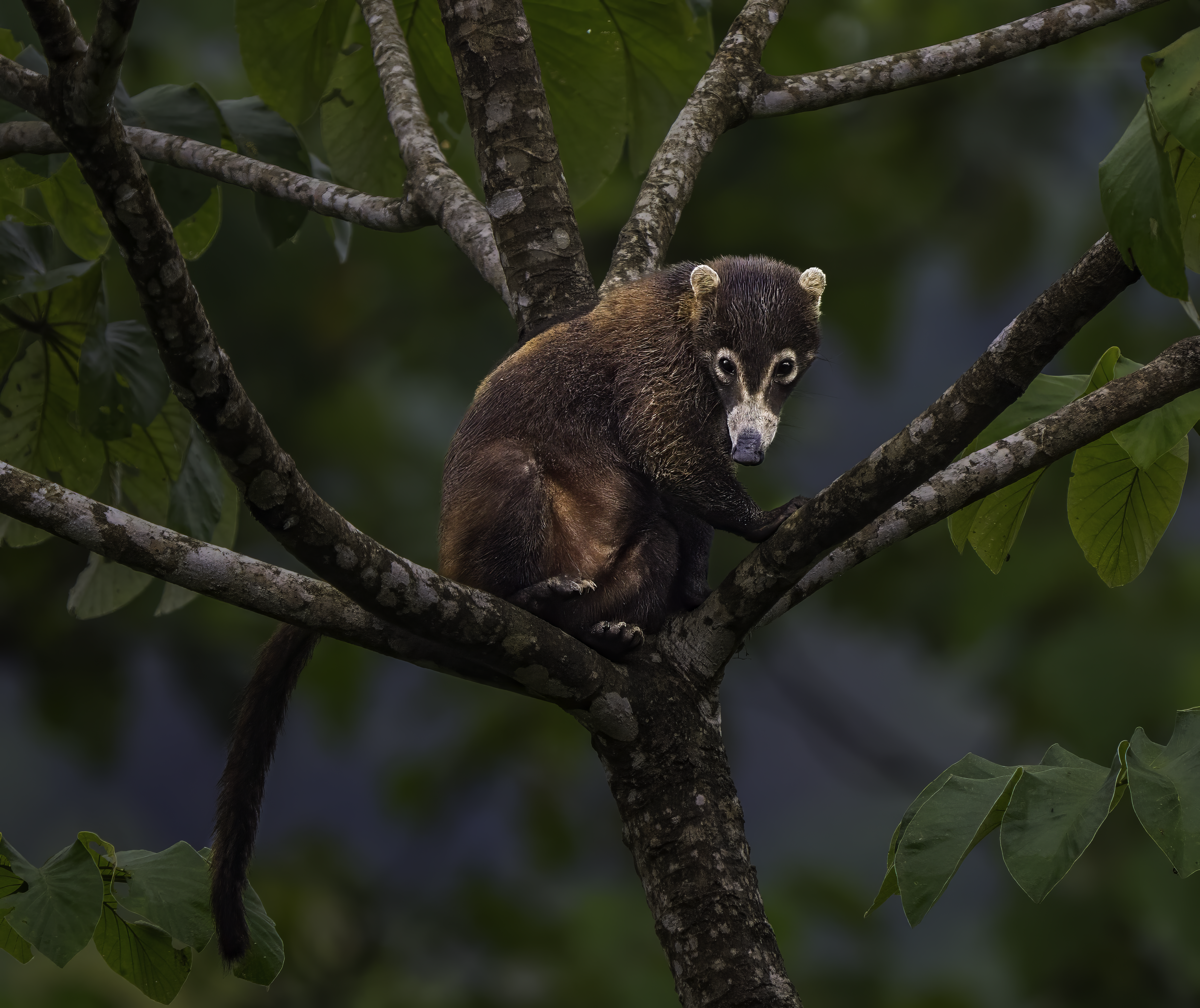 White-nosed coati in tropical rainforest, osa peninsula, costa rica