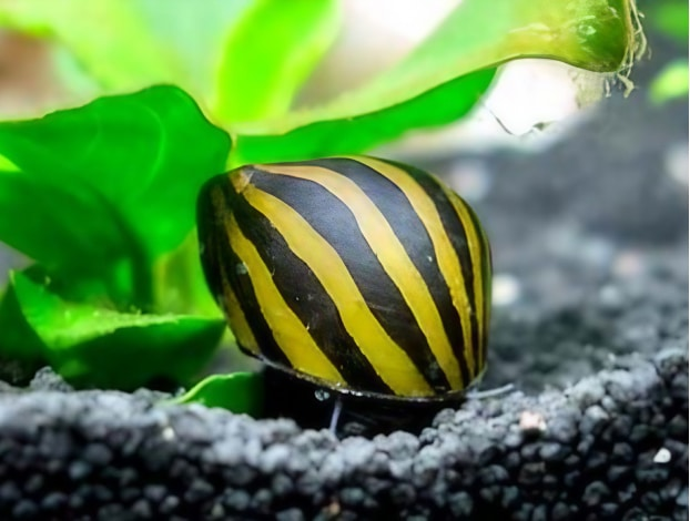 Natal Nerite Snail Natal Nerite Snail