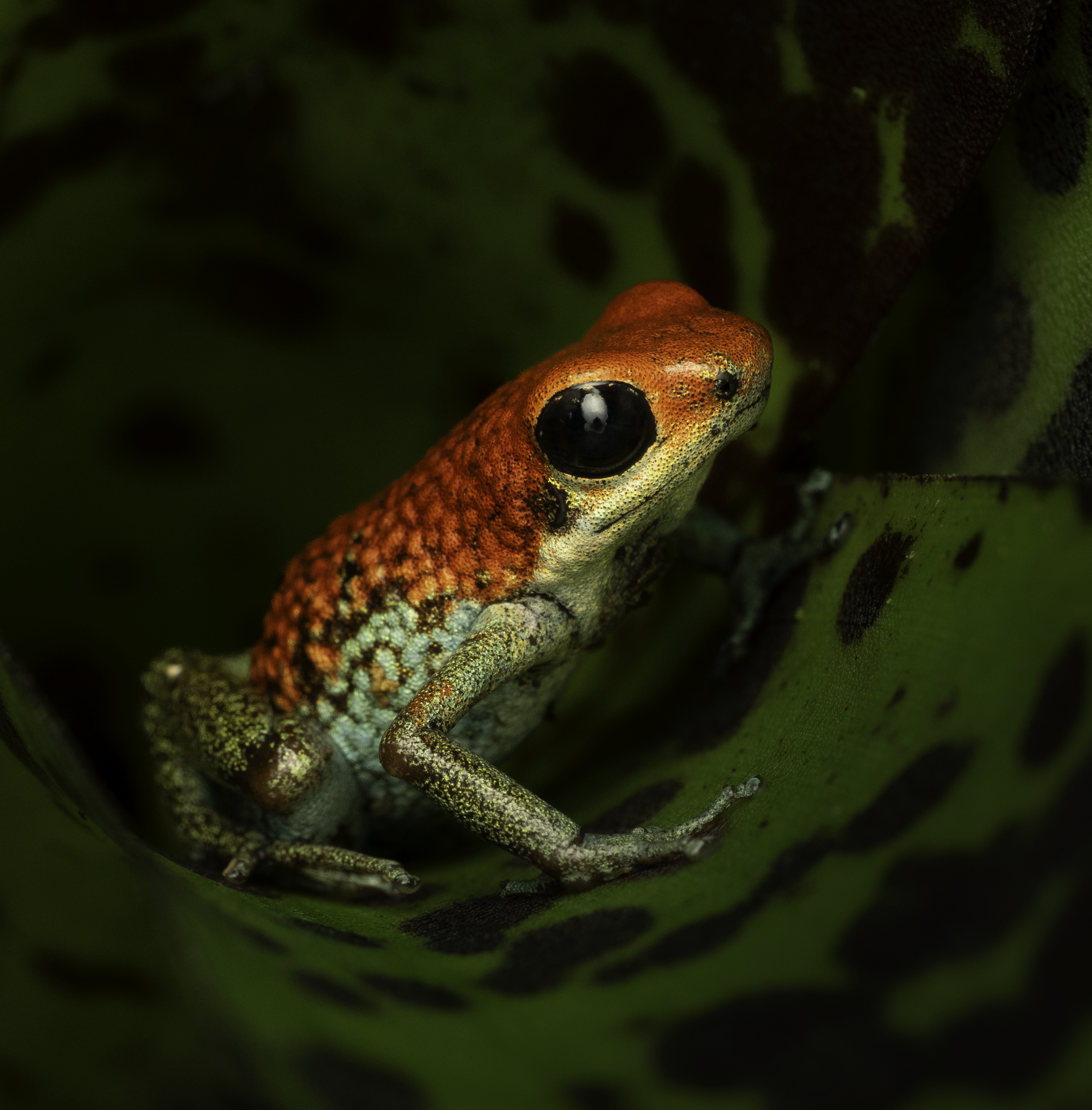 Granular Poison Dart Frog