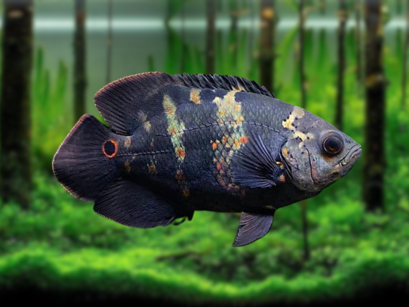 Image of Astronotus ocellatus Image of Astronotus ocellatus