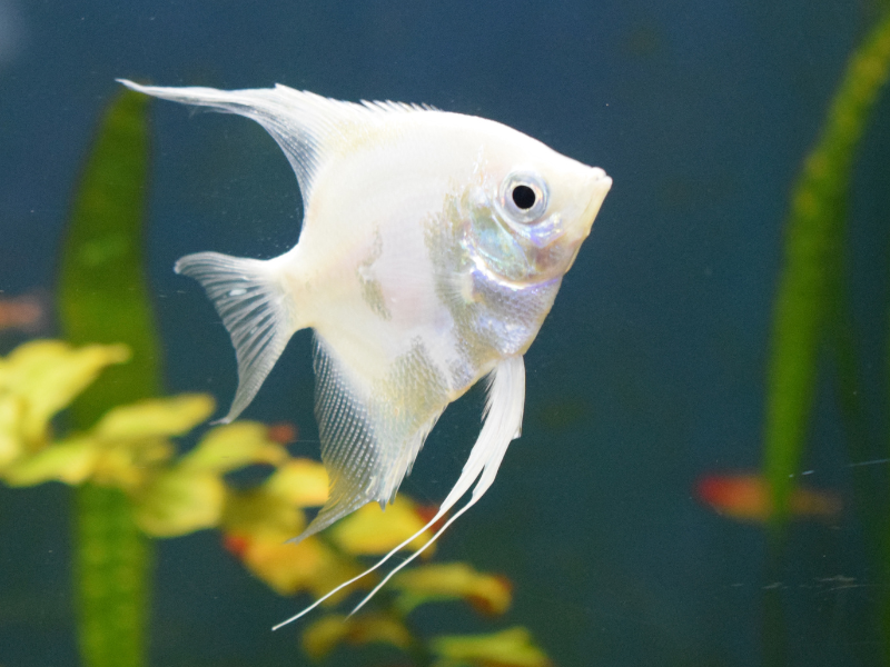 Image of Pterophyllum scalare Image of Pterophyllum scalare